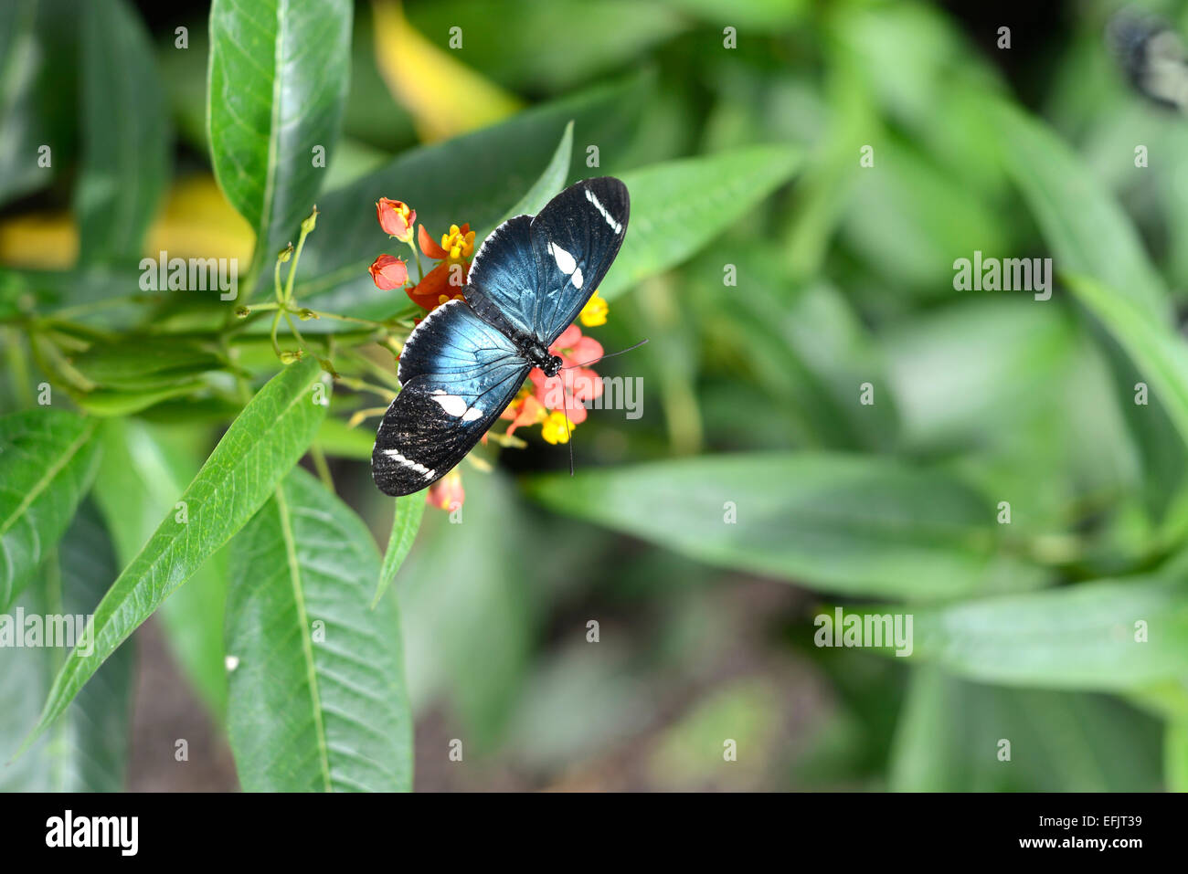 Papillons sur fleurs tropicales exotiques, de l'Équateur Banque D'Images
