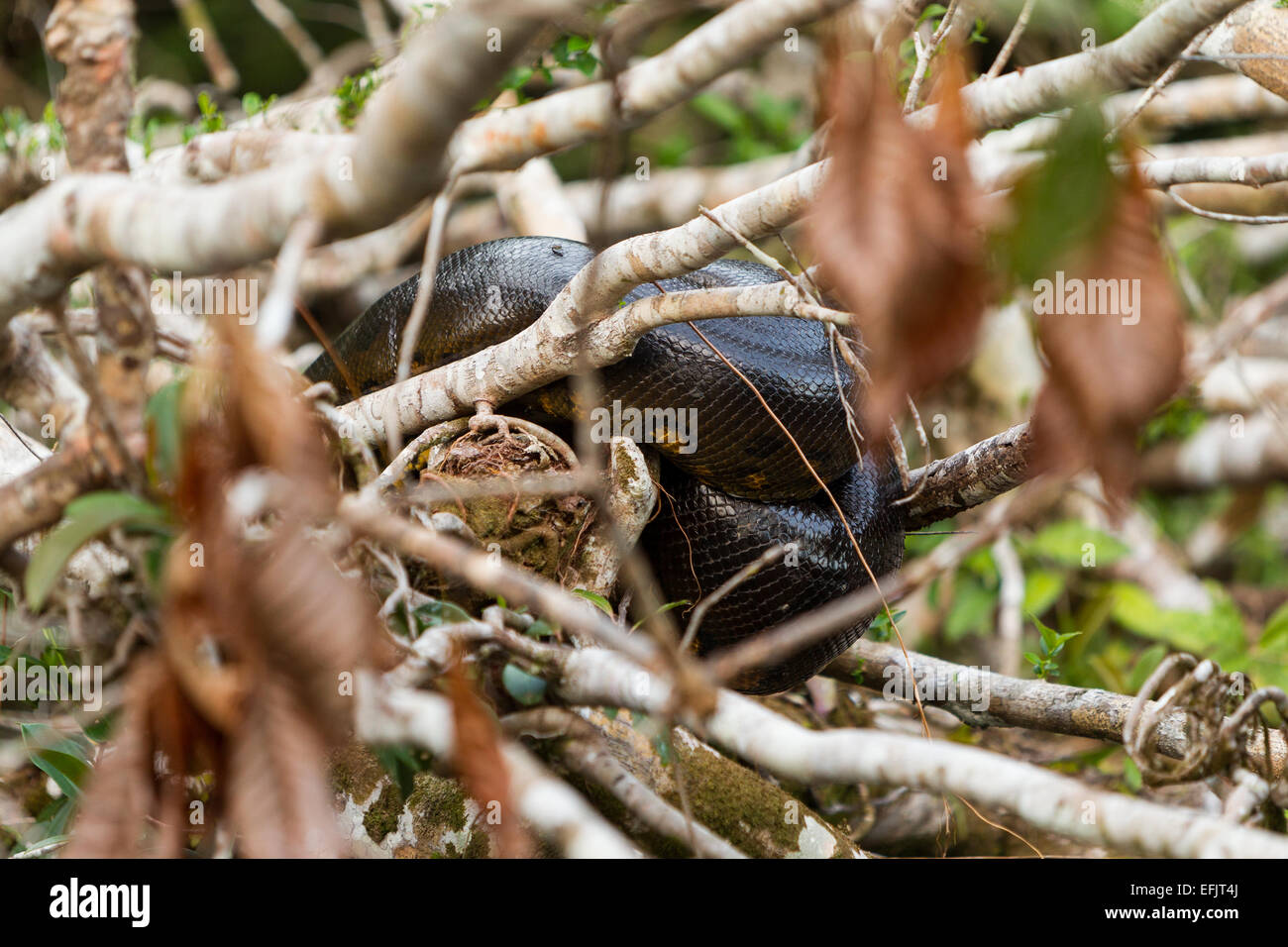Serpent Anaconda reposant sur les branches du Parc National Cuyabeno Equateur Plan moyen Banque D'Images