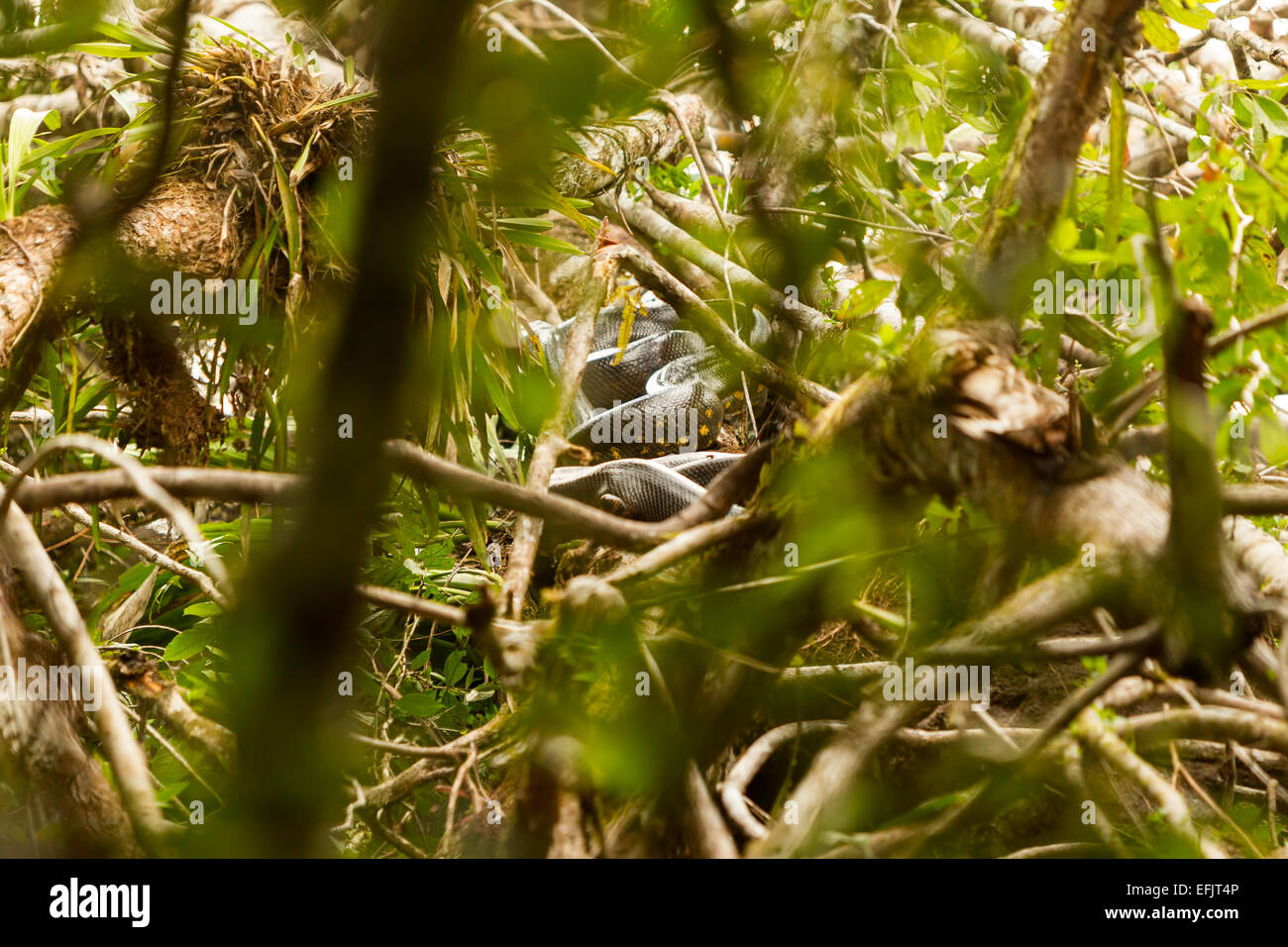 Grand Anaconda serpent dans le parc national de Cuyabeno dans son habitat typique Banque D'Images