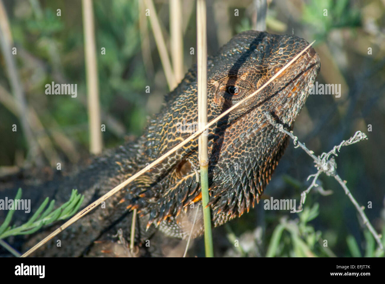 Le centre de dragon barbu, Pogona vitticeps, Centre de l'Australie Banque D'Images