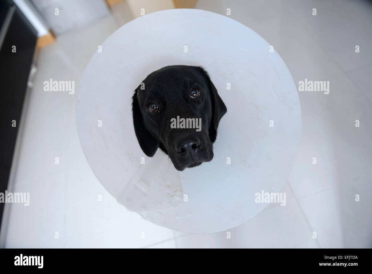 Blessé Labrador noir portant un cône de chien Banque D'Images