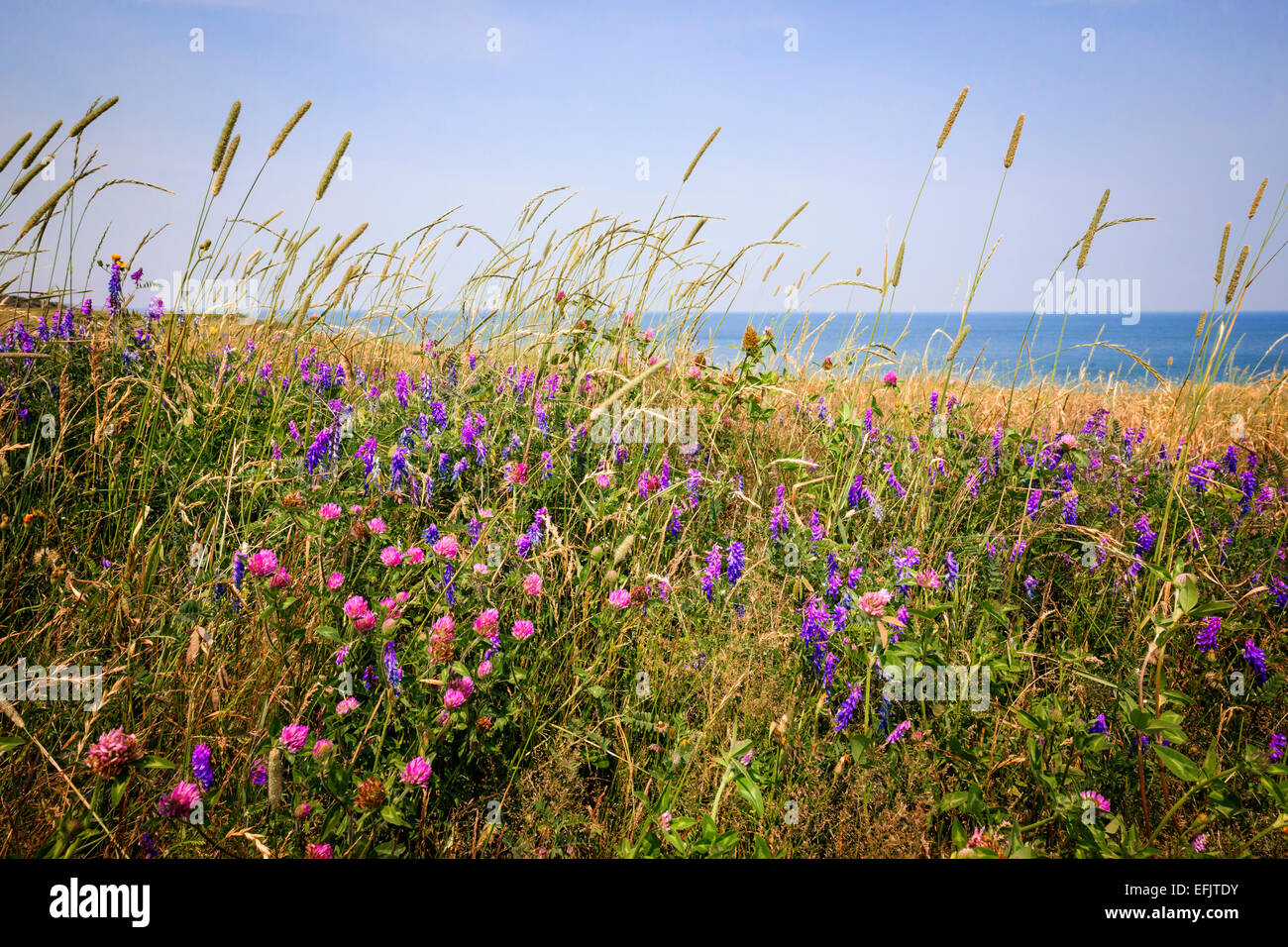 Fleurs et les herbes sur la rive de l'océan Atlantique de l'Île du Prince Édouard, Canada. Banque D'Images