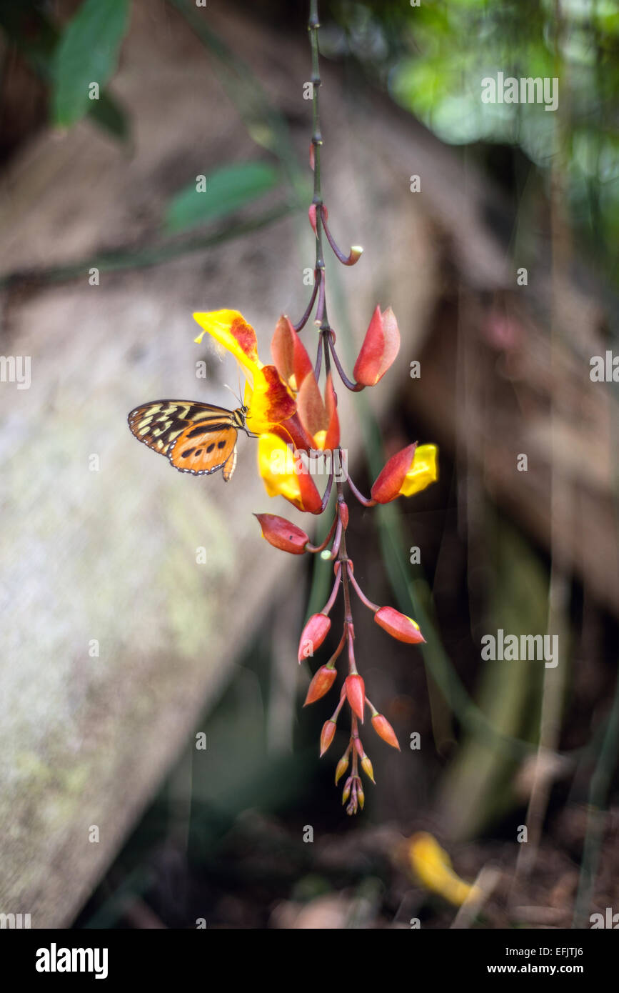 Papillons sur fleurs tropicales exotiques, de l'Équateur Banque D'Images