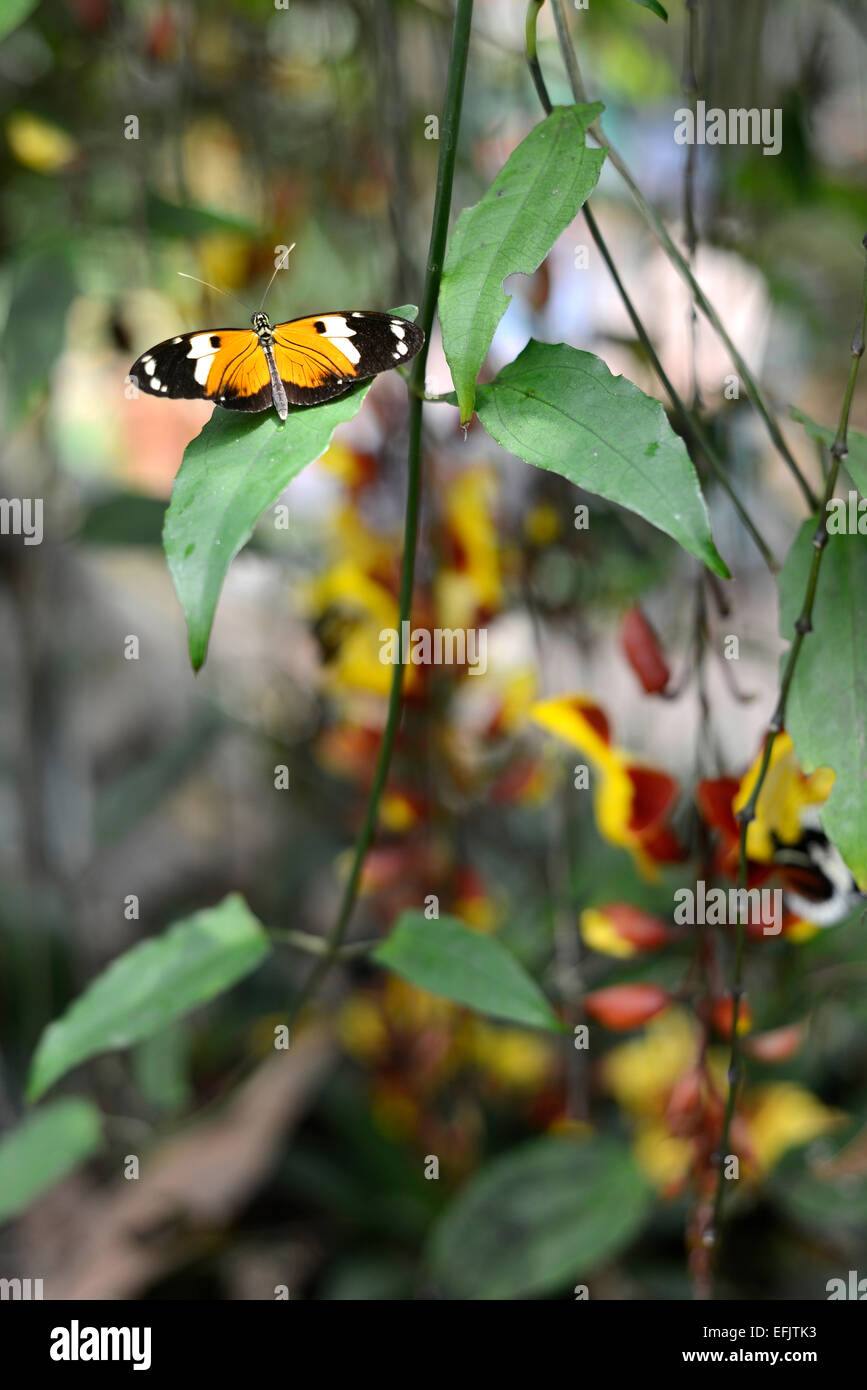 Papillons sur fleurs tropicales exotiques, de l'Équateur Banque D'Images