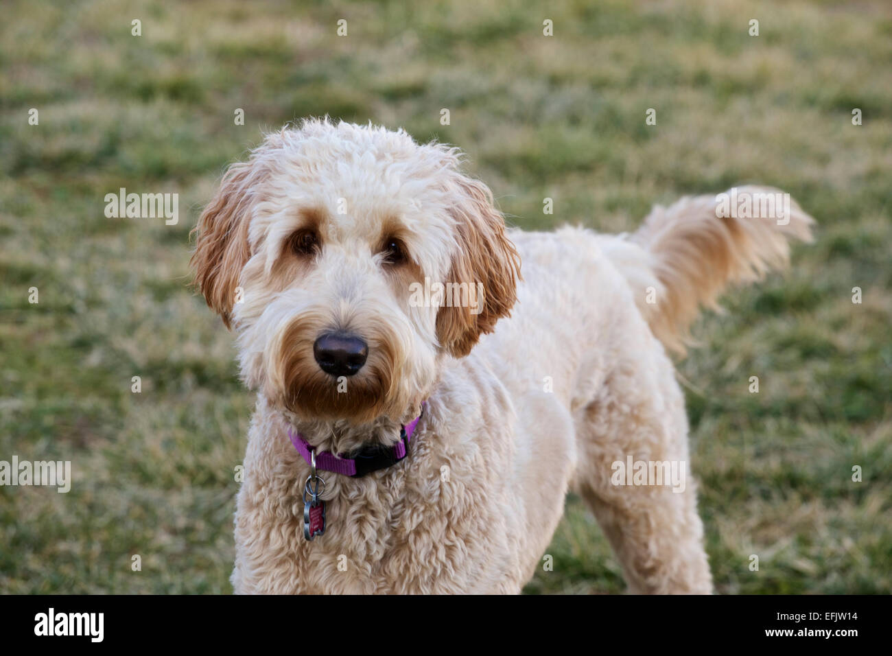 Jeune femme goldendoodle chien dans la cour. Banque D'Images