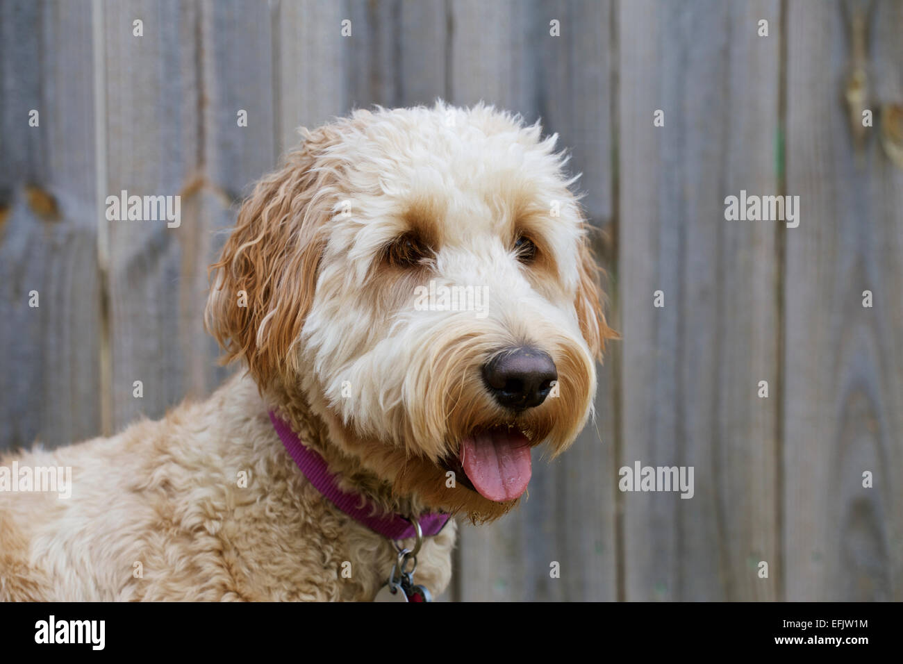 Visage mignon de jeunes femmes goldendoodle chien en face de clôture. Banque D'Images
