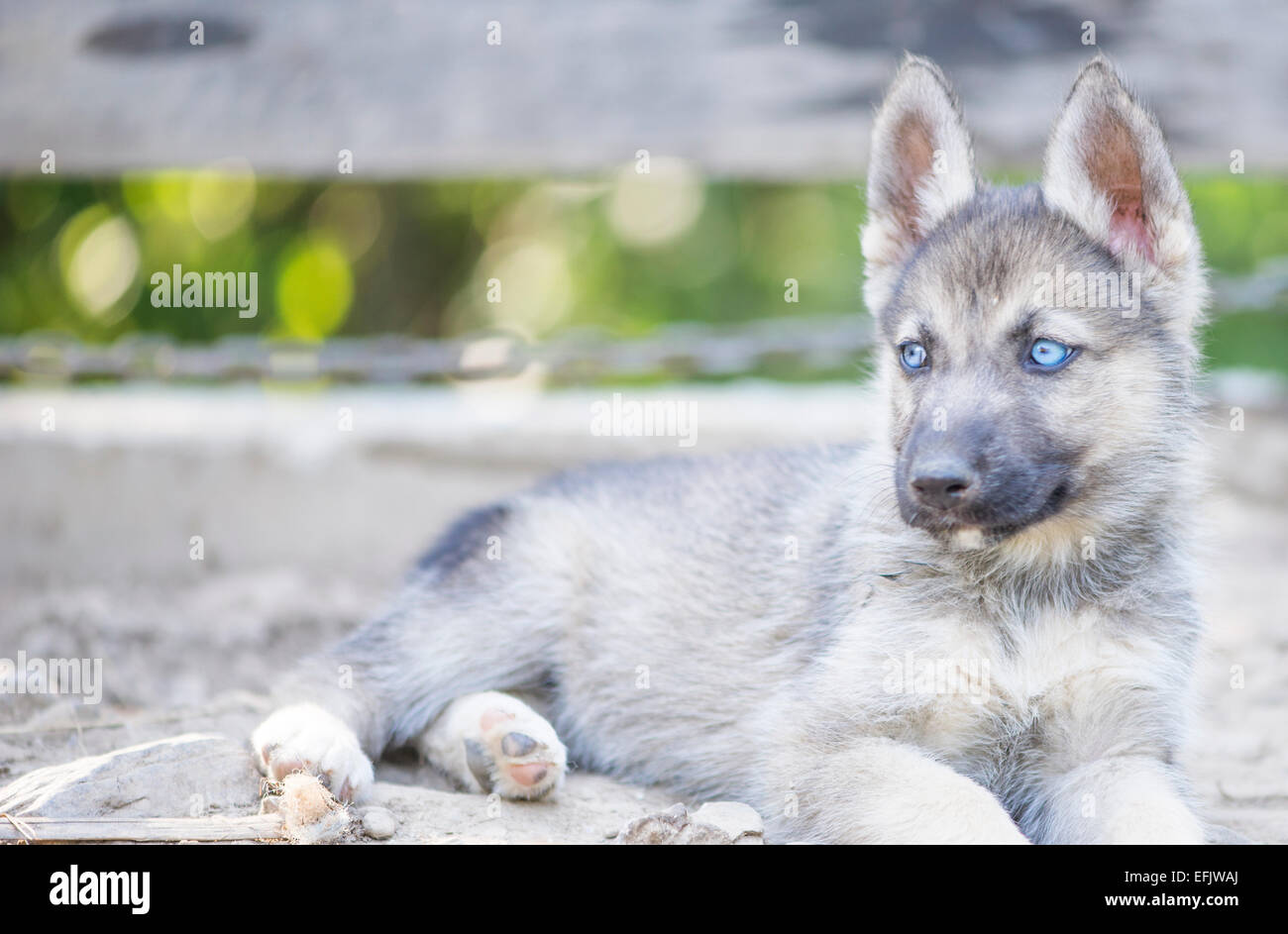 Portrait de l'extérieur Husky Banque D'Images