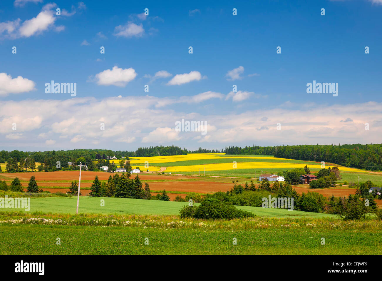 Paysage estival de fermes et de champs avec une terre rouge, Prince Edward Island, Canada. Banque D'Images