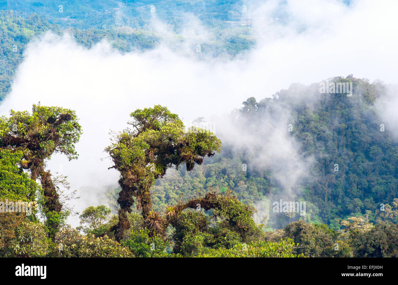 Des Andes à l'Amazonie, vue de la forêt tropicale, l'Équateur Banque D'Images