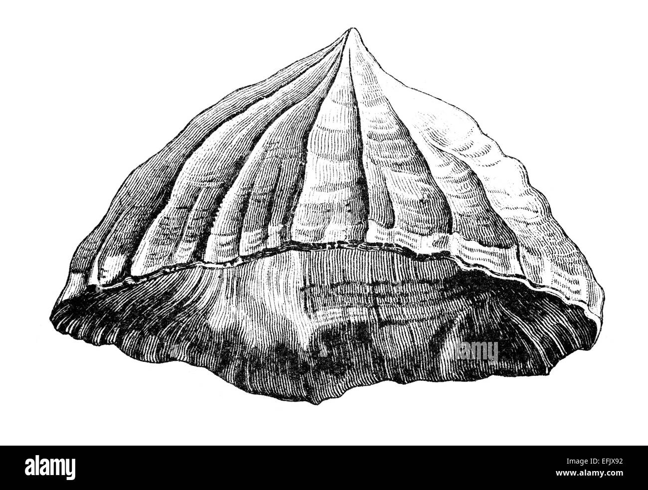 Photographié à partir d'un livre intitulé 'L'Encyclopédie Nationale', publié à Londres en 1881. Copyright a expiré sur cette oeuvre. Banque D'Images