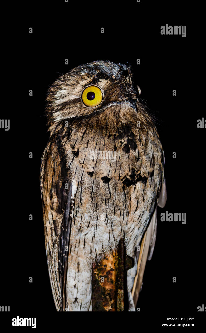 A Northern Potoo (Nyctibius jamaicensis) pendant la nuit. Belize, en Amérique centrale. Banque D'Images