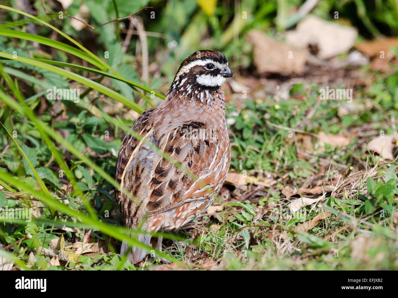 Un homme Le Colin de Virginie (Colinus virginianus) dans les buissons. Texas, USA. Banque D'Images