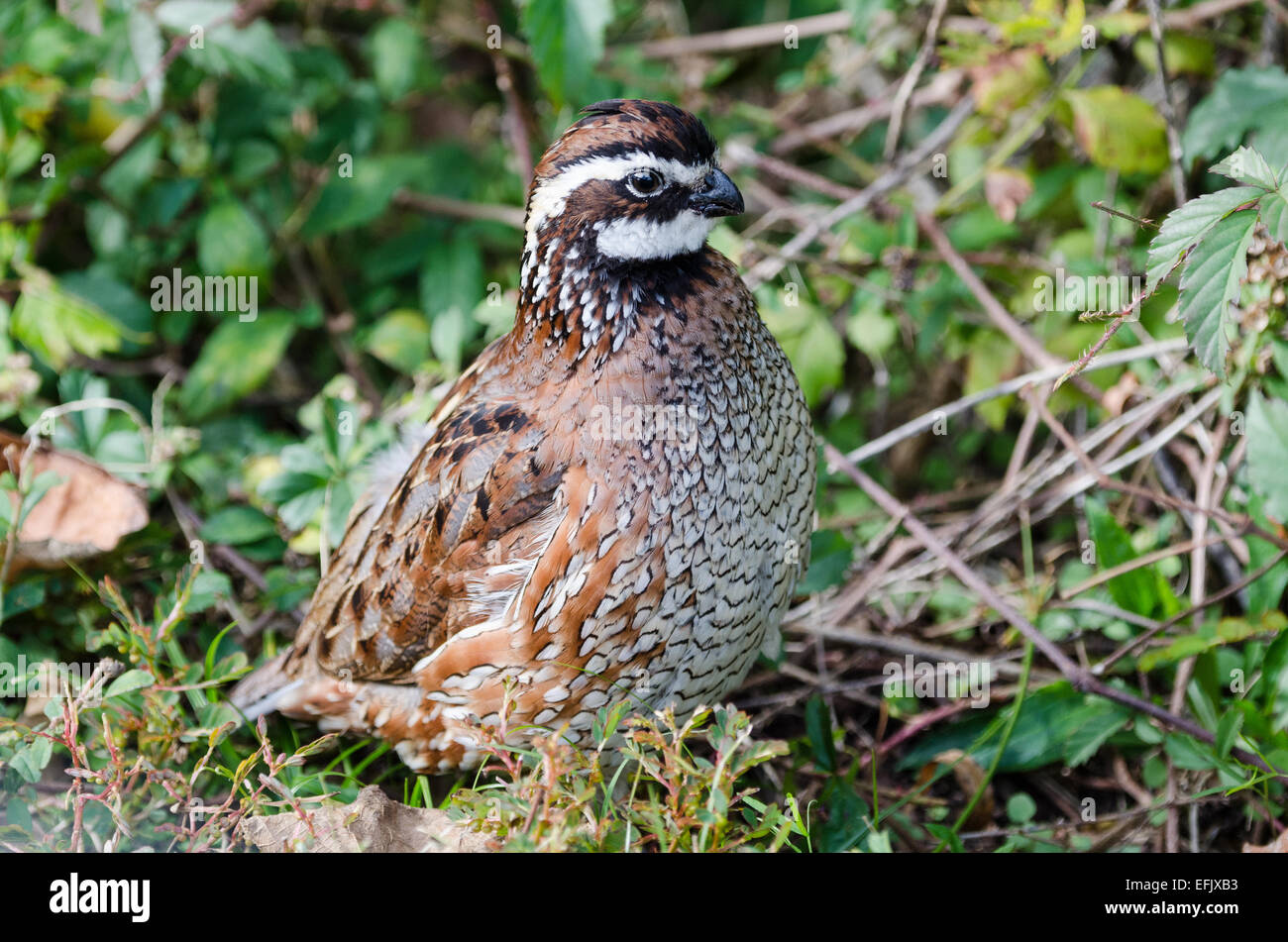 Un homme Le Colin de Virginie (Colinus virginianus) dans les buissons. Texas, USA. Banque D'Images