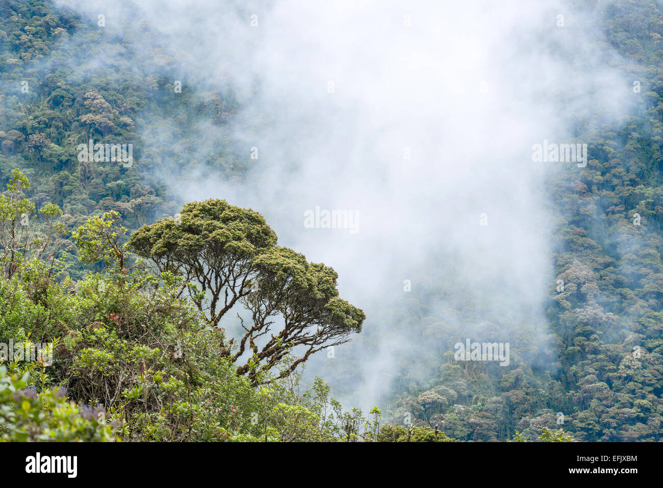 Les nuages enveloppent les collines près de Macas, Andes. L'Équateur Banque D'Images