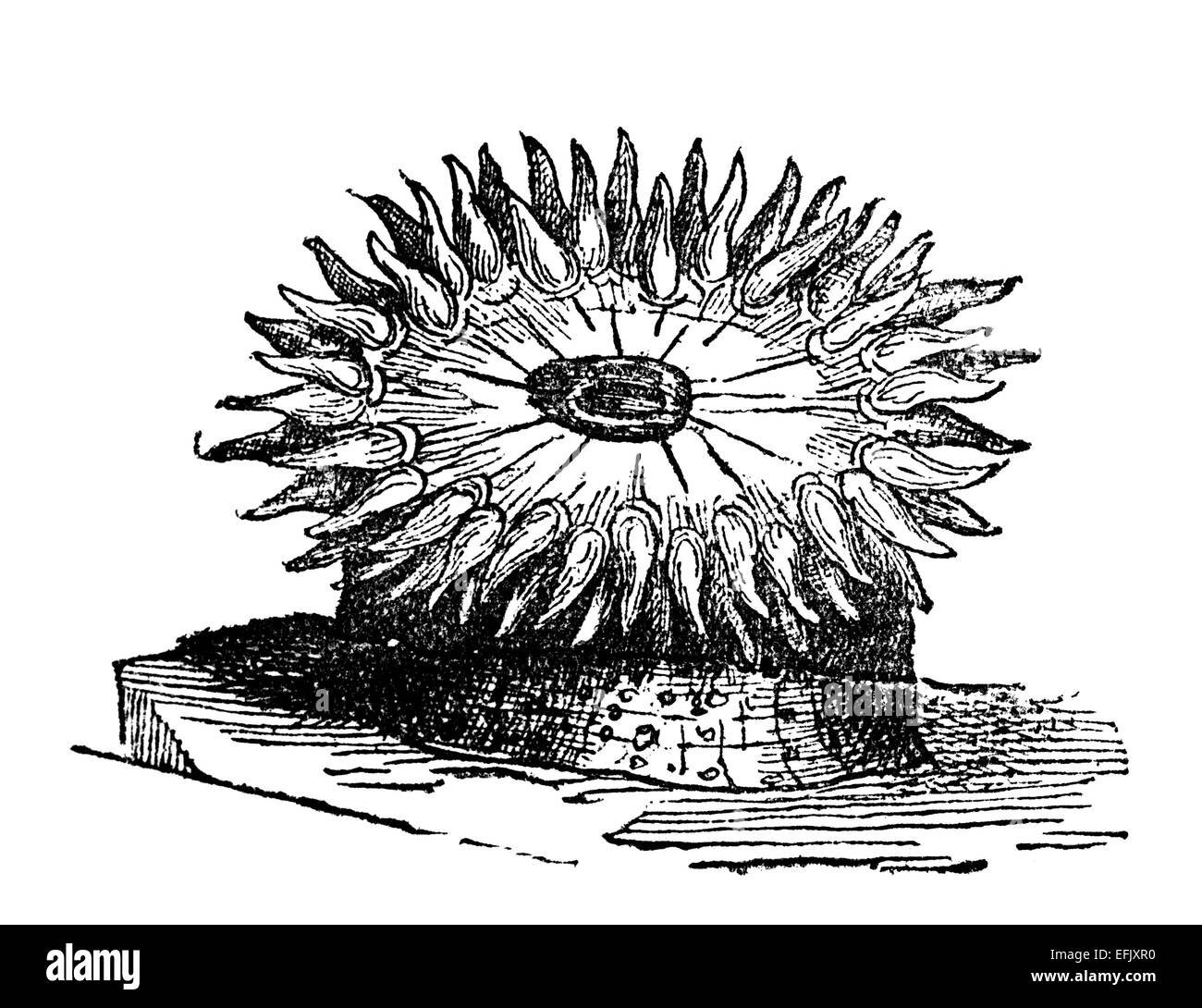 La gravure de l'époque victorienne une anémone. Image restaurée numériquement à partir d'un milieu du xixe siècle l'encyclopédie. Banque D'Images