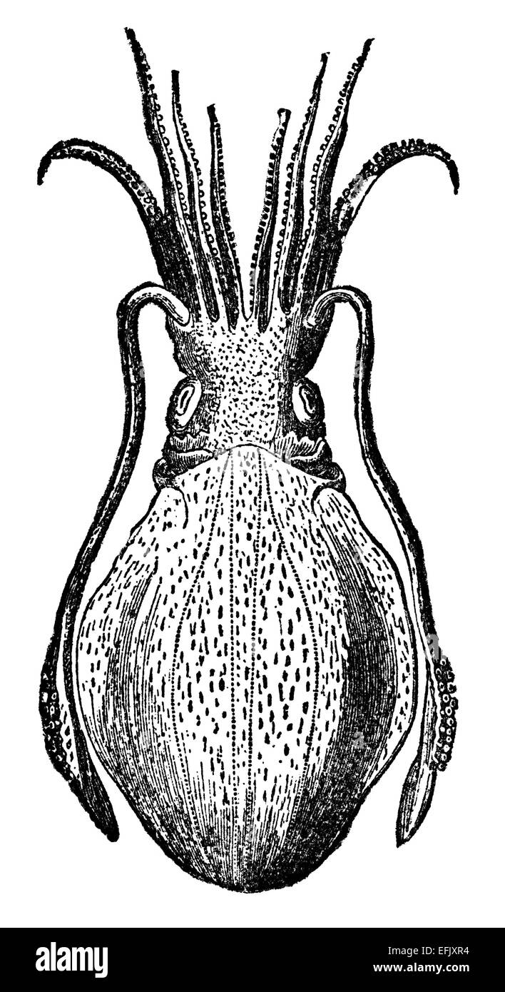 La gravure de l'époque victorienne d'un céphalopode. Image restaurée numériquement à partir d'un milieu du xixe siècle l'encyclopédie. Banque D'Images