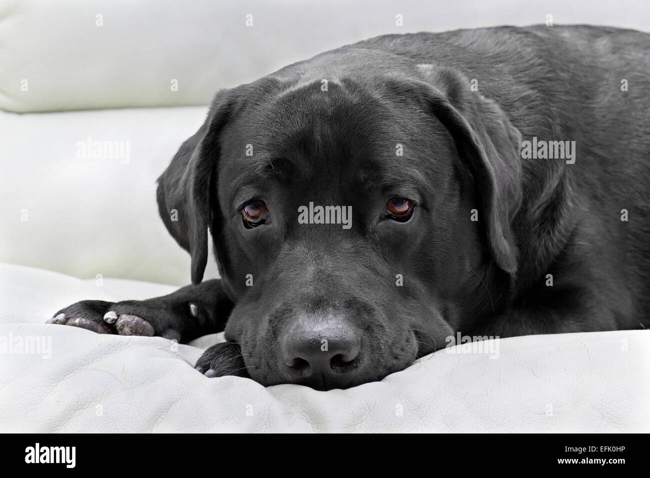 Race de chien labrador noir image close up Banque D'Images