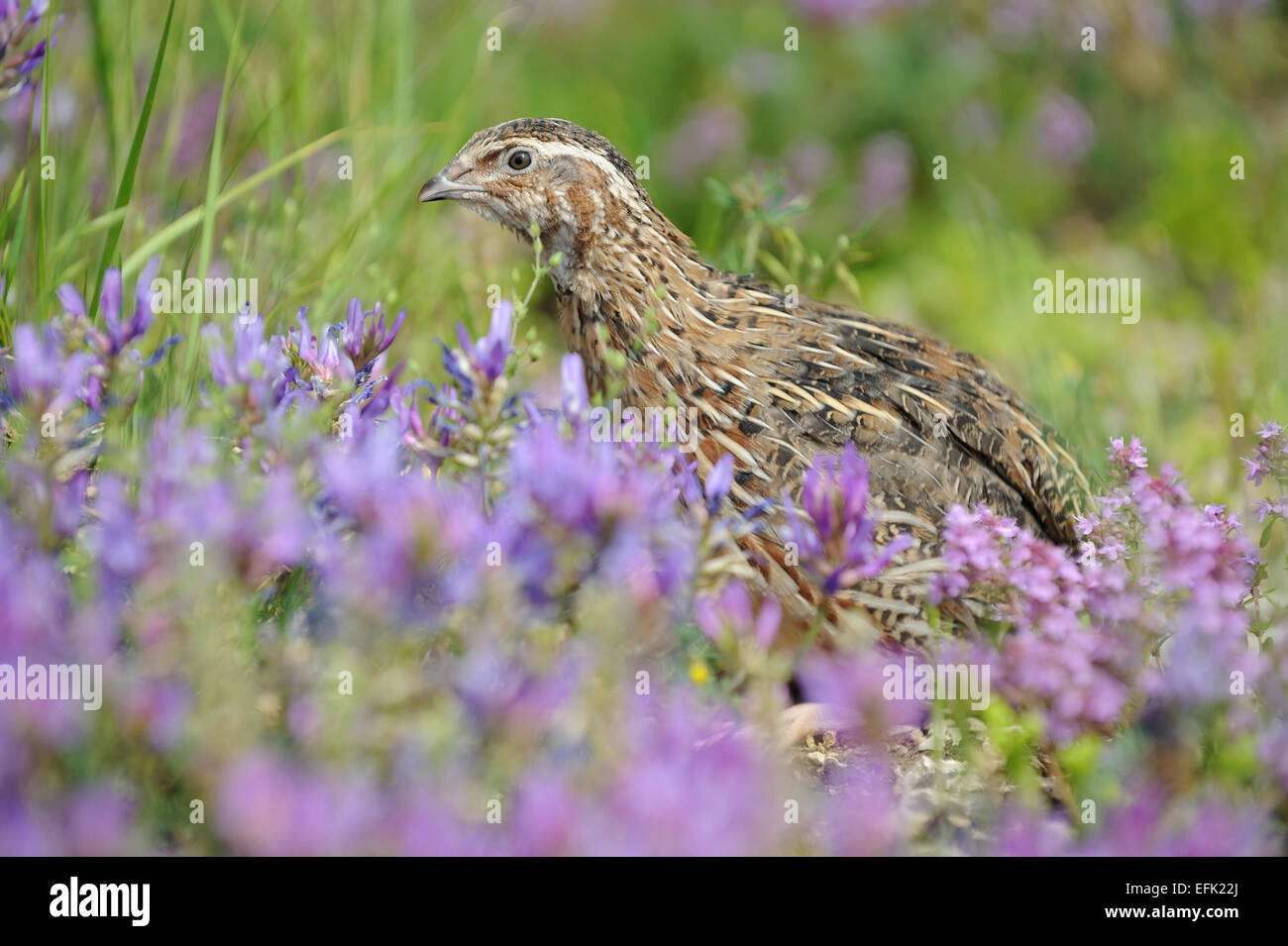 Pour la chasse des oiseaux caille Banque D'Images