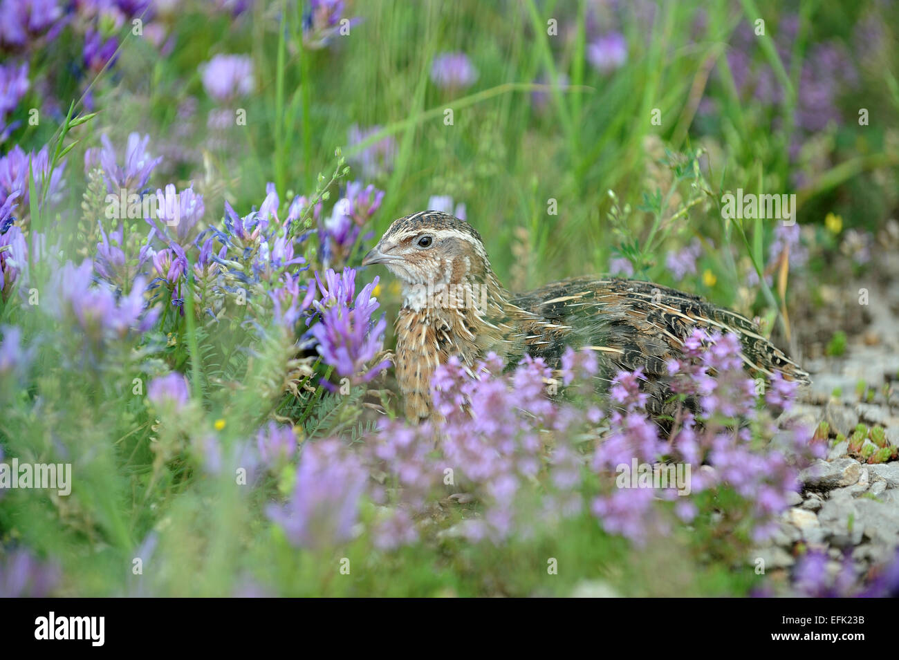 Pour la chasse des oiseaux caille Banque D'Images