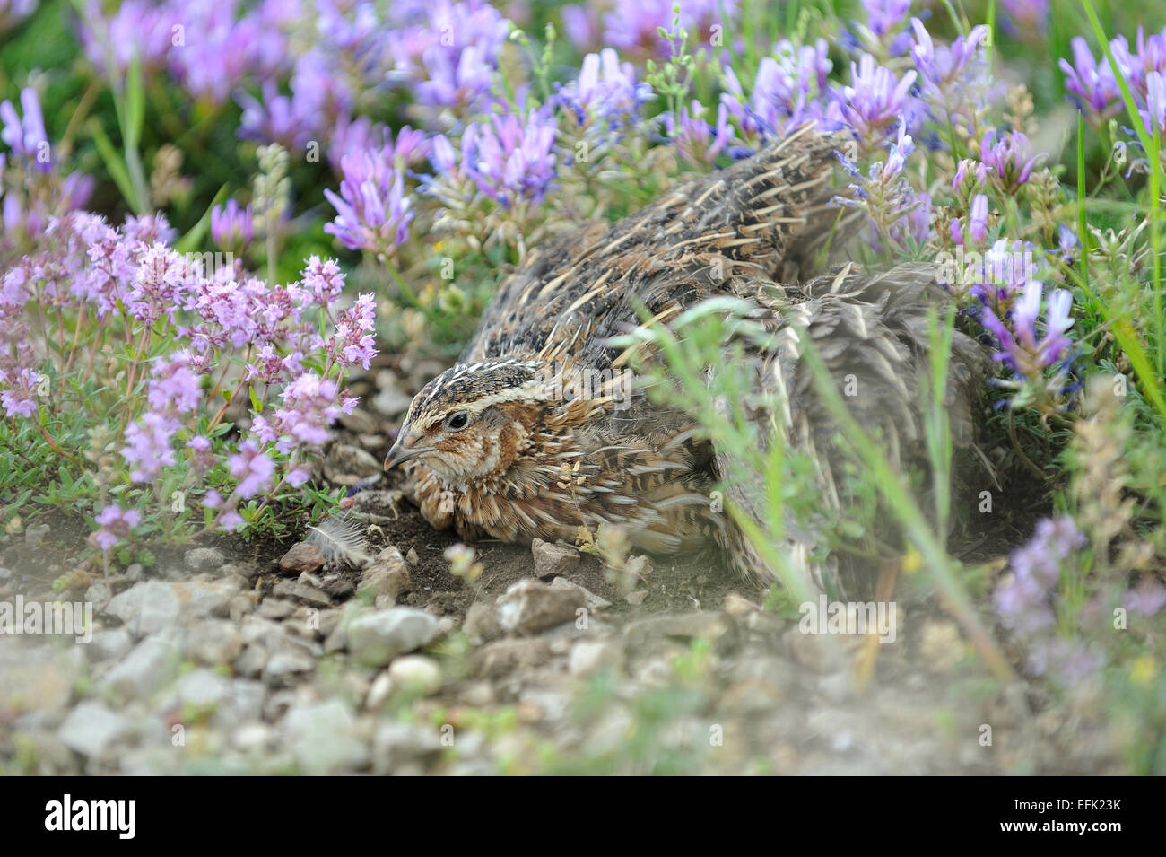 Pour la chasse des oiseaux caille Banque D'Images