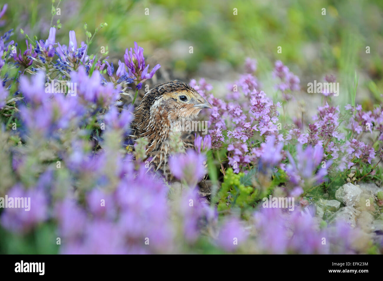 Pour la chasse des oiseaux caille Banque D'Images