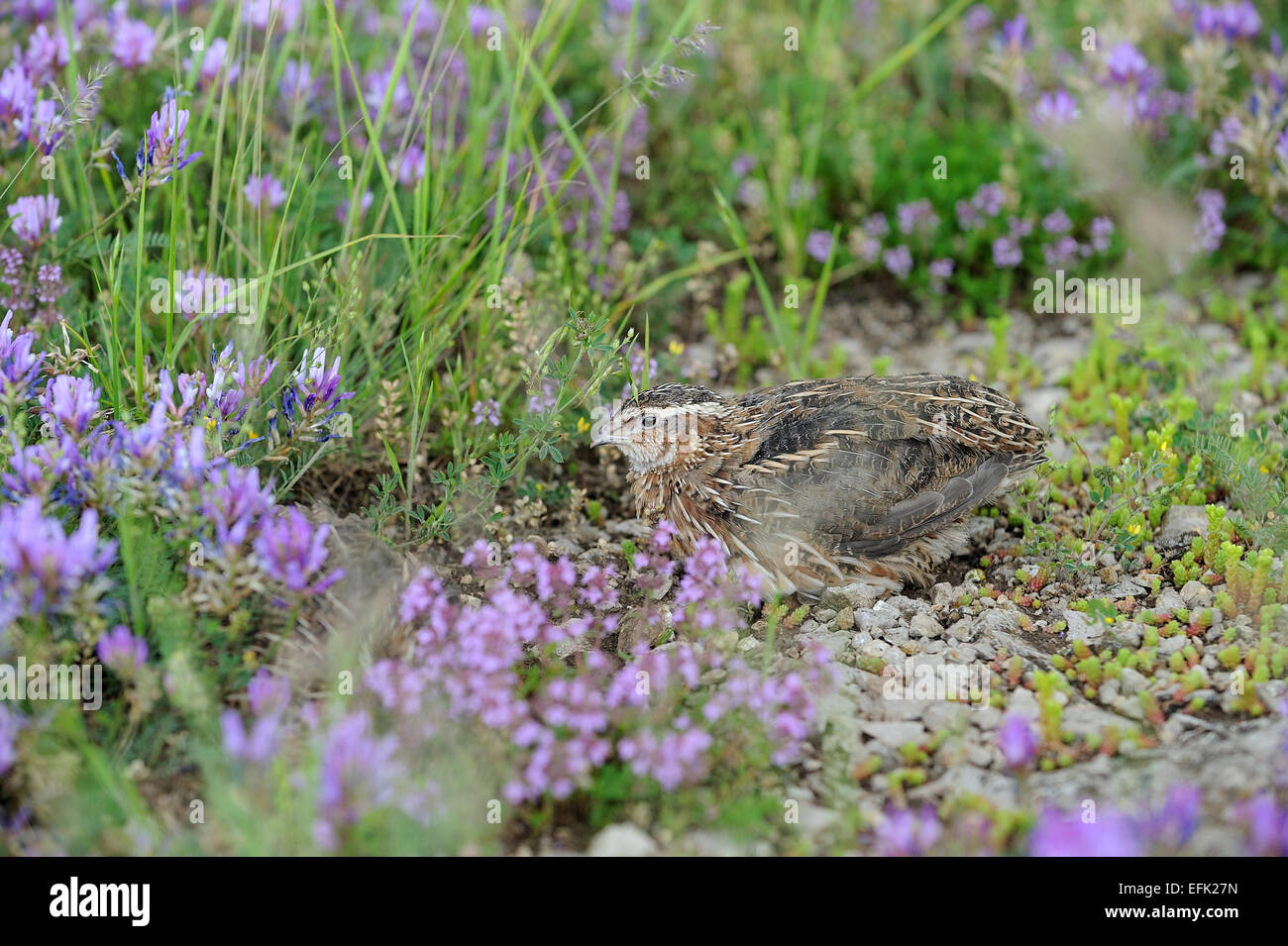 Pour la chasse des oiseaux caille Banque D'Images