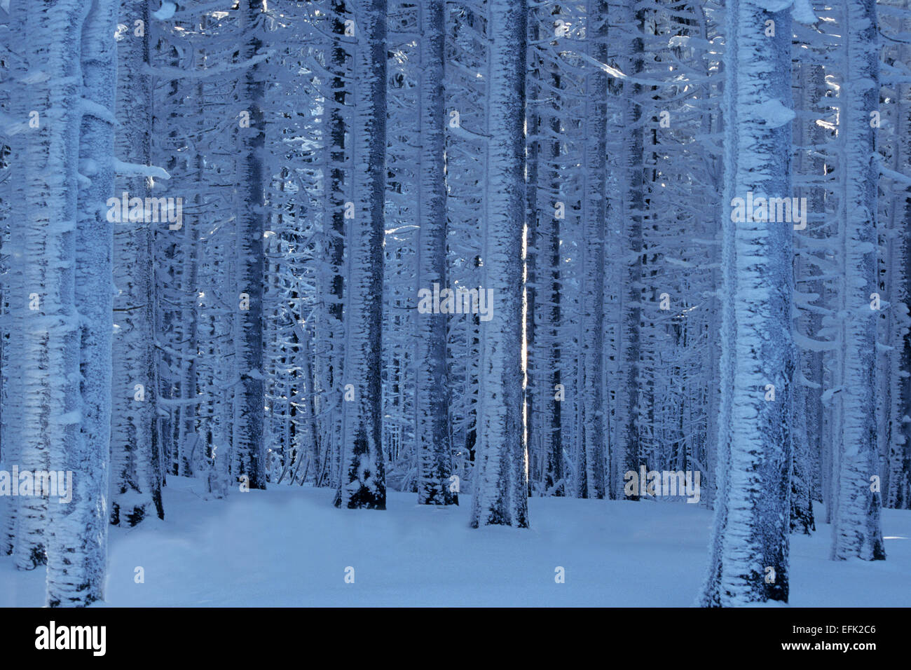 Paysage d'hiver, les montagnes du Harz, Brocken, Saxe-Anhalt, Allemagne Banque D'Images