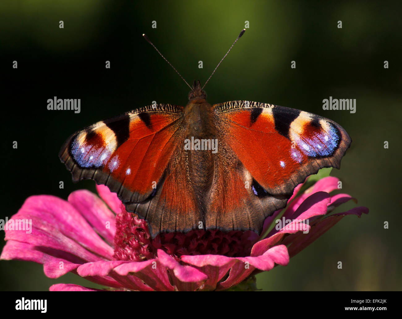 Papillon Paon européen sur zinnia fleur Banque D'Images