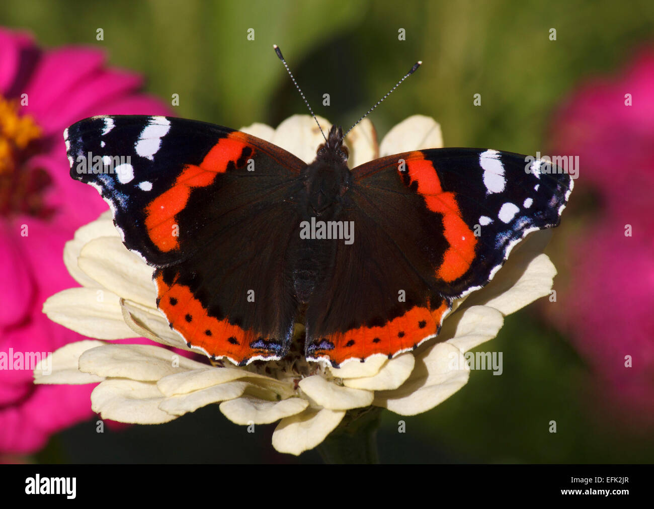 L'amiral rouge papillon sur fleur zinnia blanc Banque D'Images
