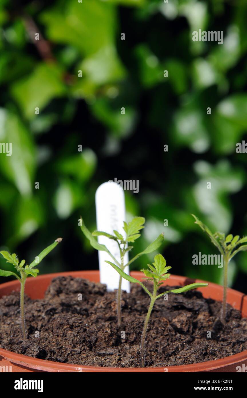 Les semis de tomates cerises Maskotka dans un pot en plastique. Banque D'Images
