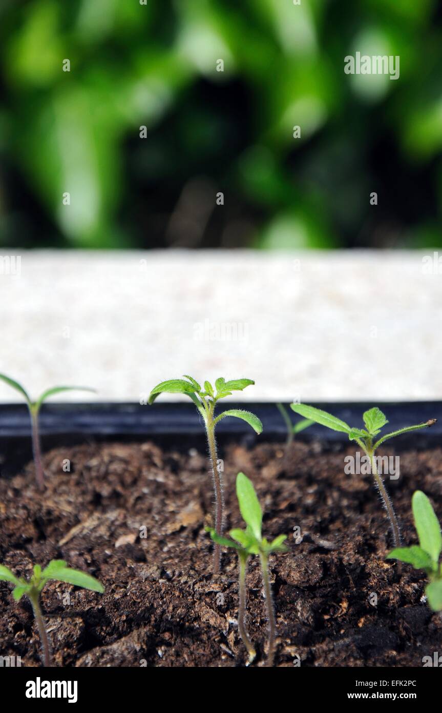 Ailsa Craig semis de tomates dans un bac en plastique Banque D'Images