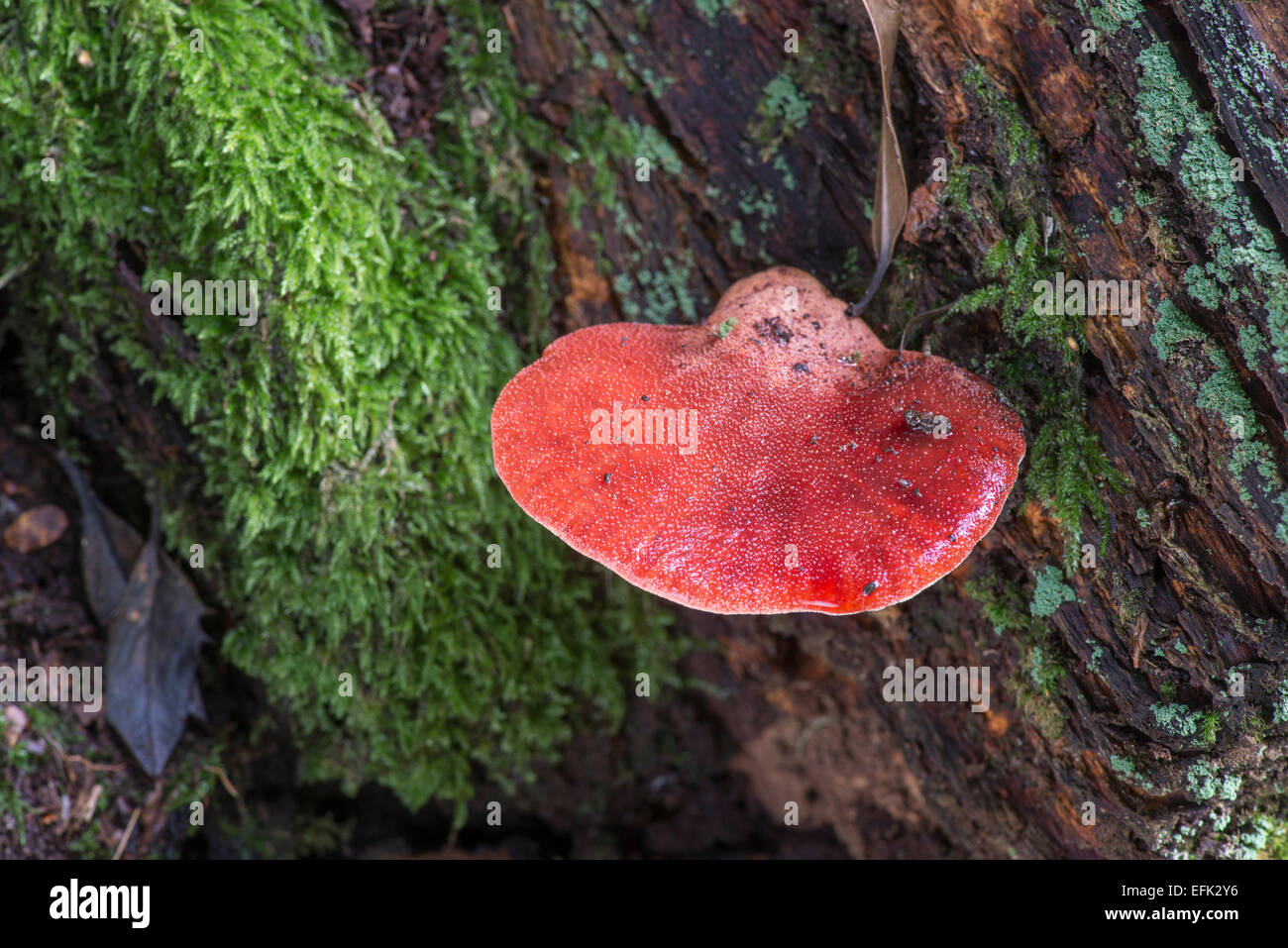 Champignon sanguin Banque de photographies et d’images à haute