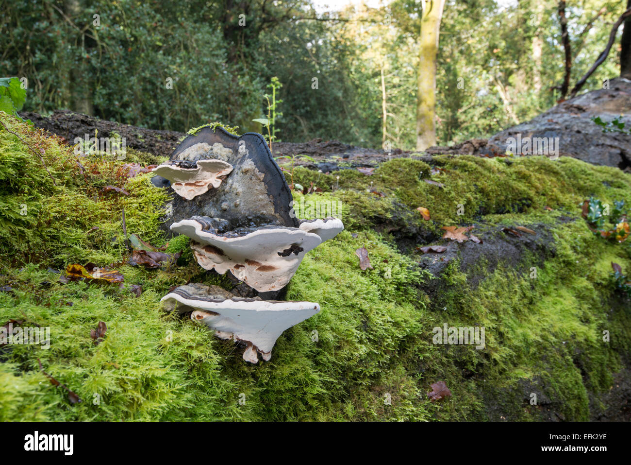 Le sud du champignon : Ganoderma australe. De plus en plus nouveau spécimen à angle droit sur un vieux arbre après est tombé. Banque D'Images