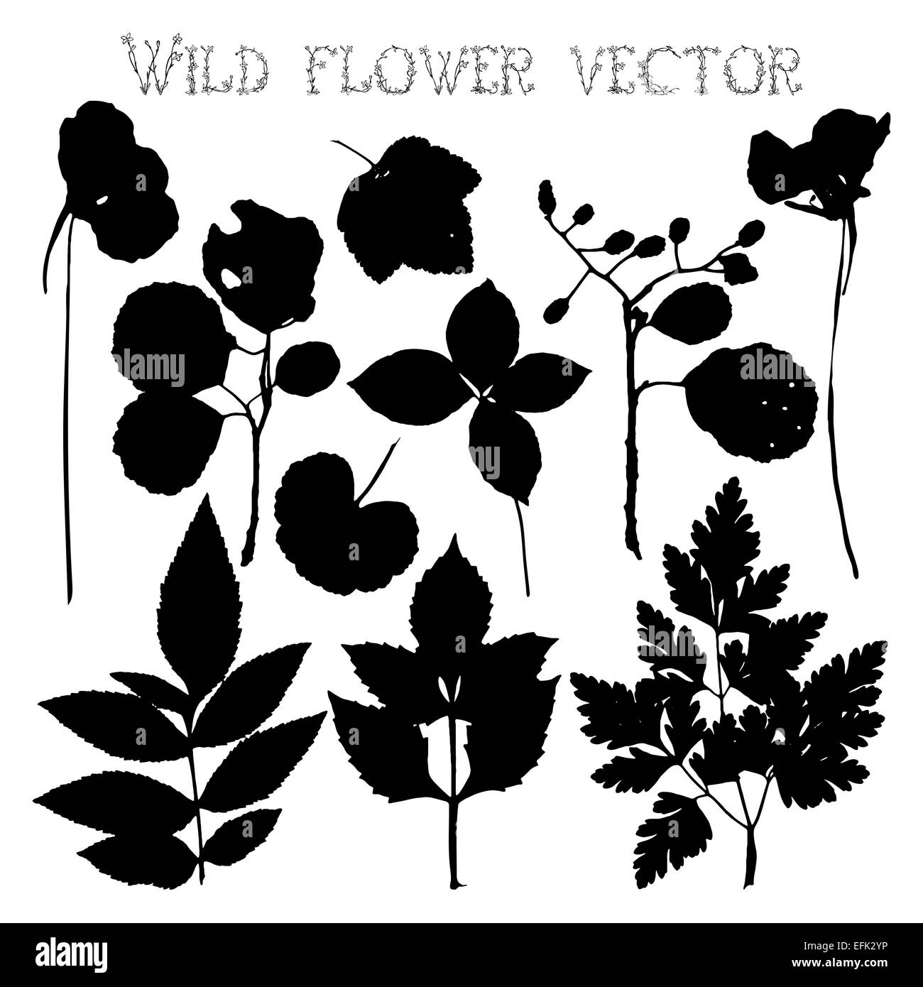 Set silhouettes noires de fleurs sauvages et de feuilles illustration Banque D'Images