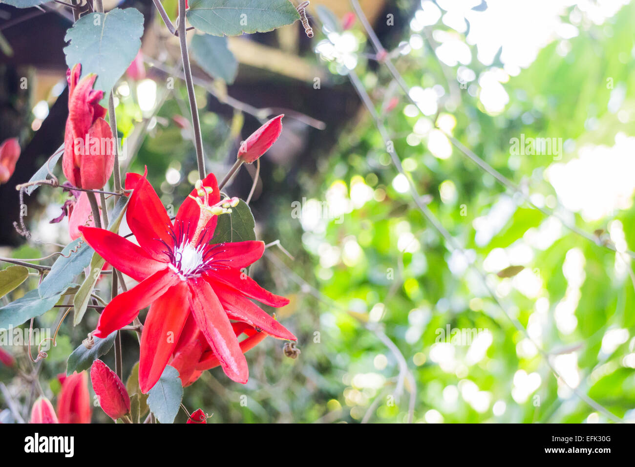 Belle floraison de fleurs sauvages rouge, stock photo Banque D'Images