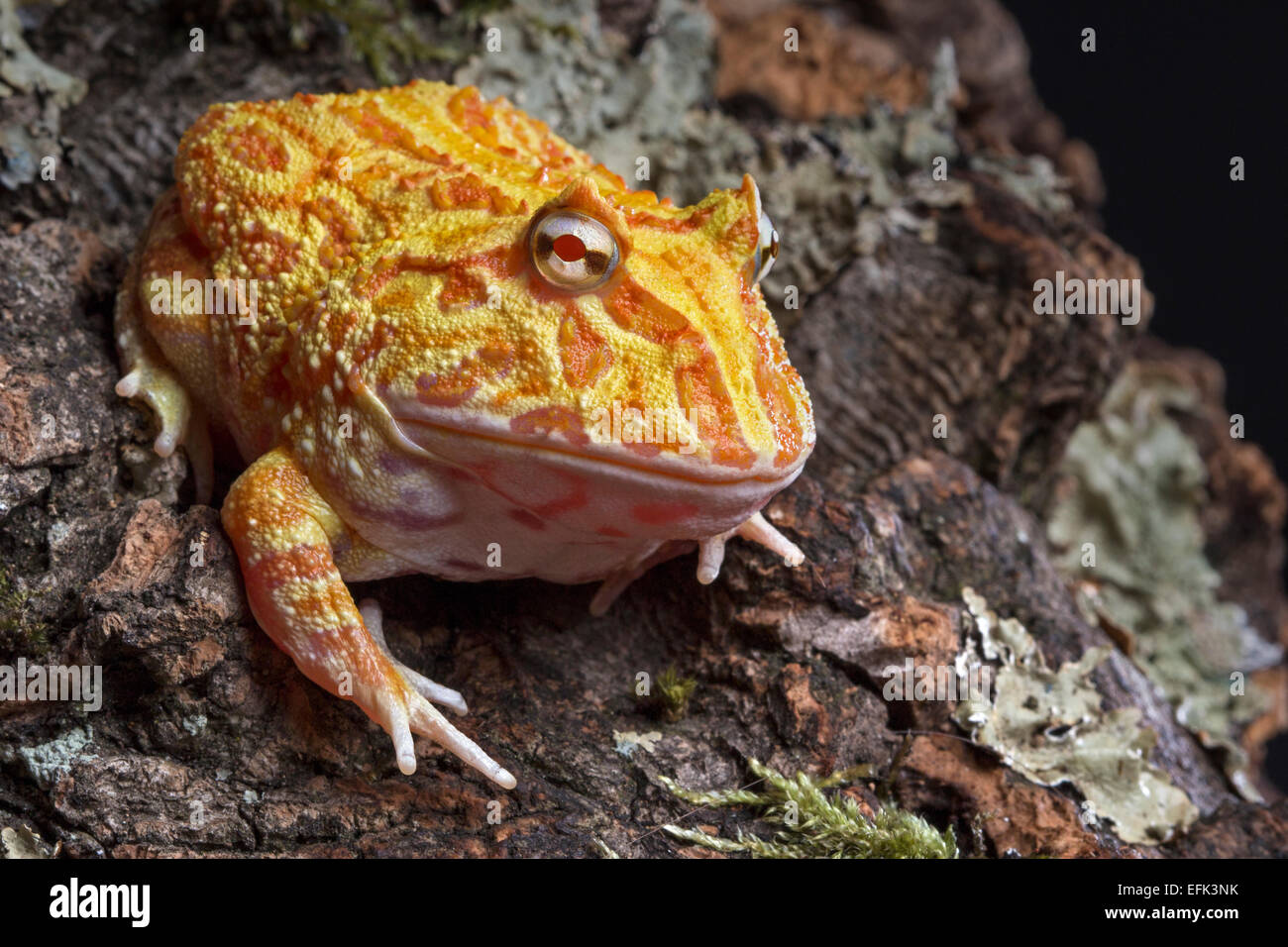La grenouille cornue albinos aux fraises Banque D'Images
