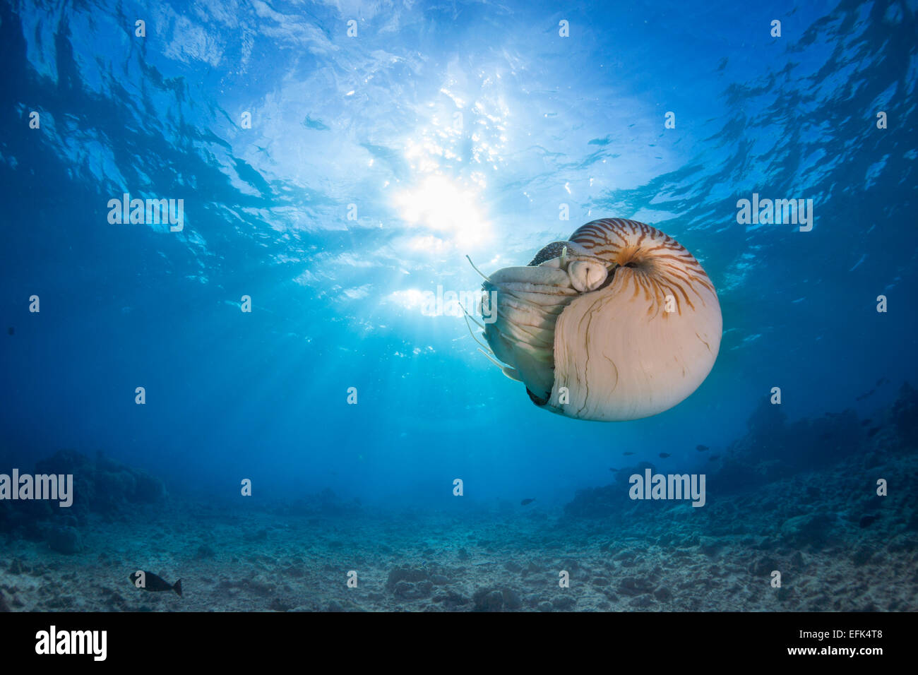 Nautilus Nautilus (belauensis), Palau, Micronesia, Pacific Banque D'Images