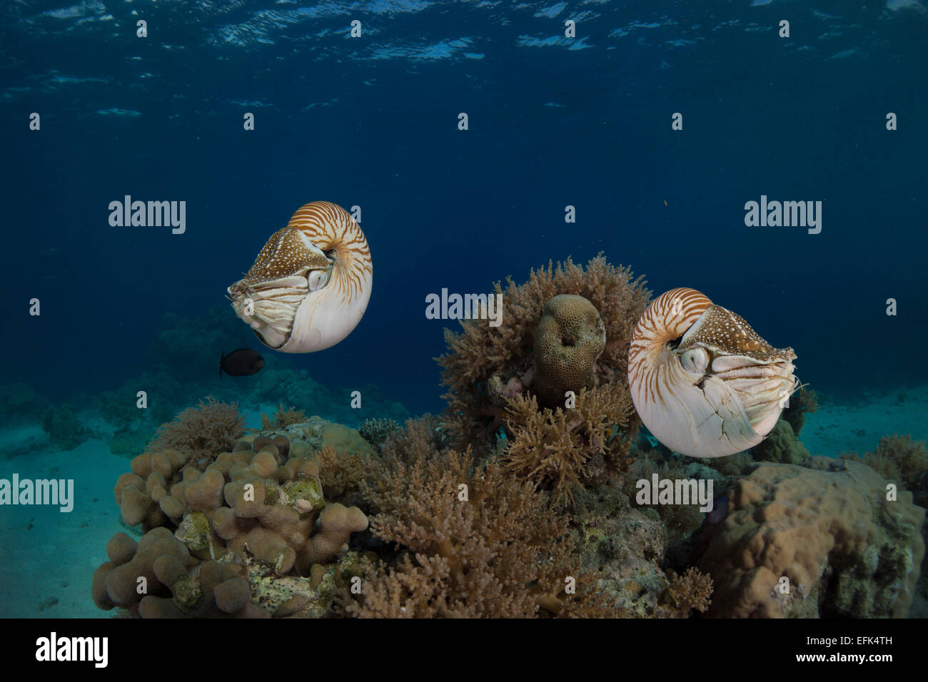Nautilus Nautilus (belauensis), Palau, Micronesia, Pacific Banque D'Images