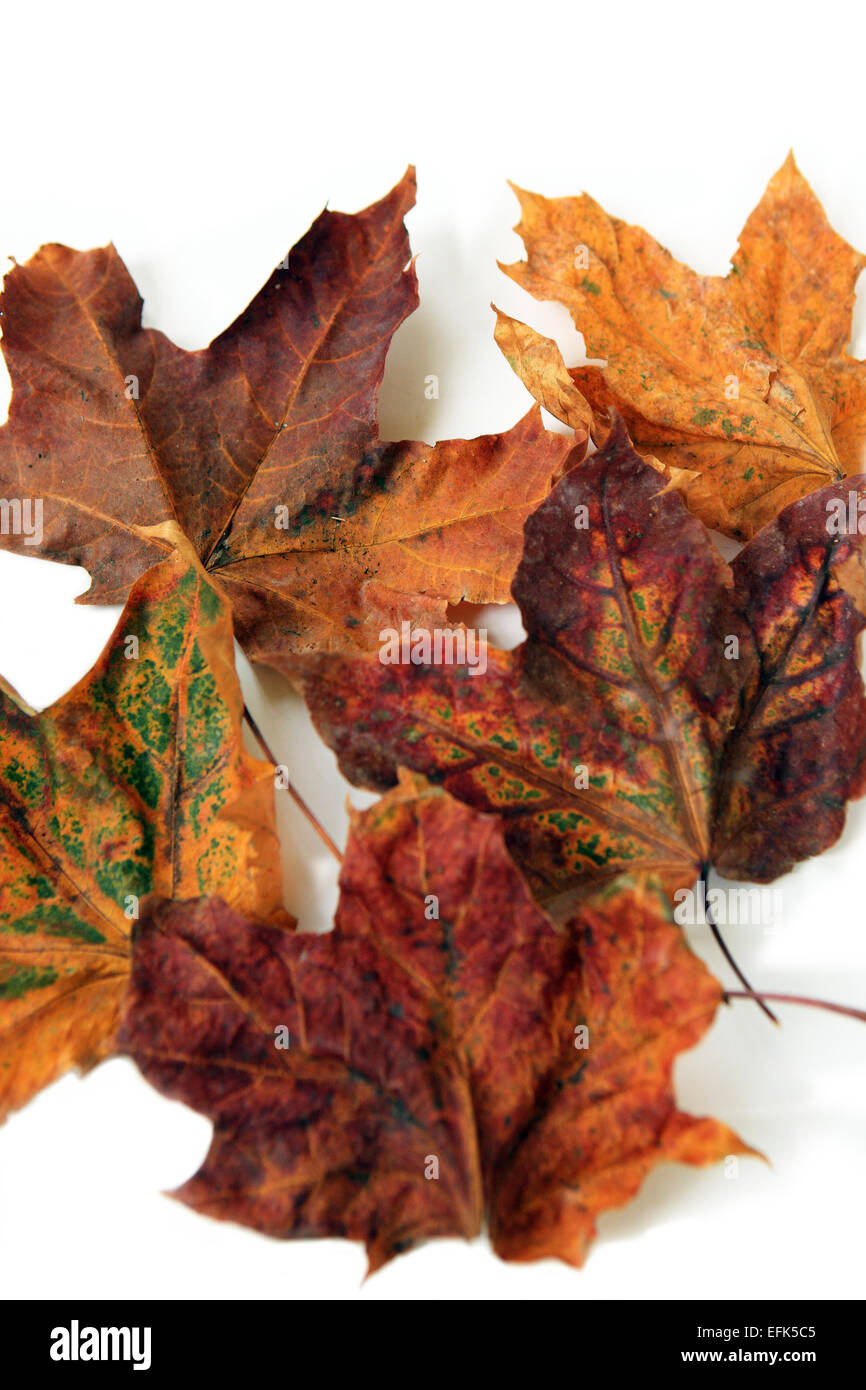 Crisp autumn Aurora feuilles sur fond blanc Banque D'Images