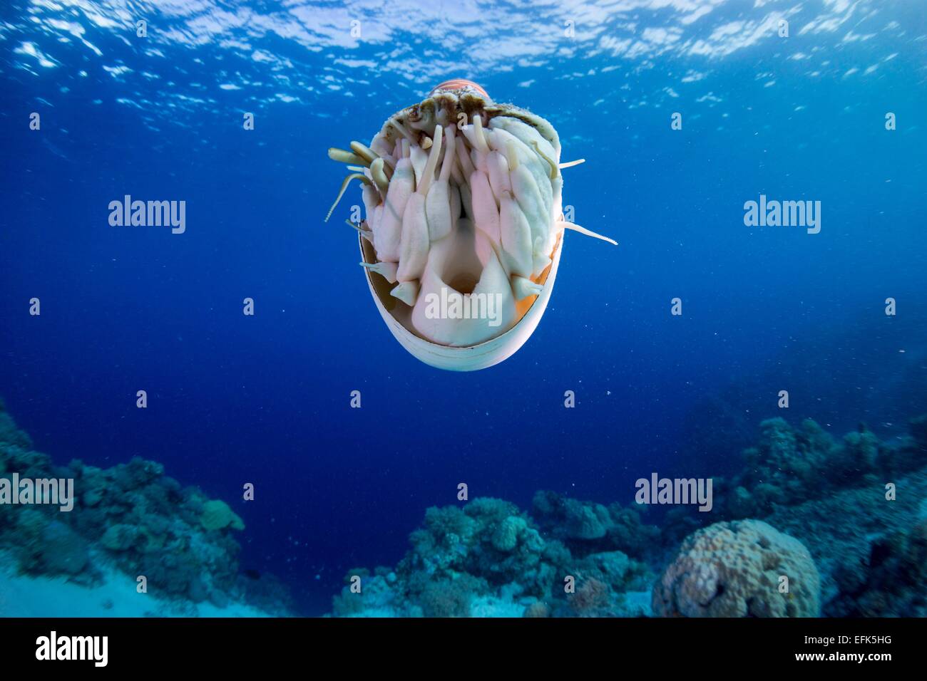Nautilus Nautilus (belauensis), Palau, Micronesia, Pacific Banque D'Images