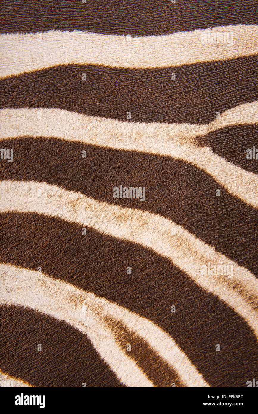 Rayé brun imitation fourrure zebra, l'arrière-plan Banque D'Images