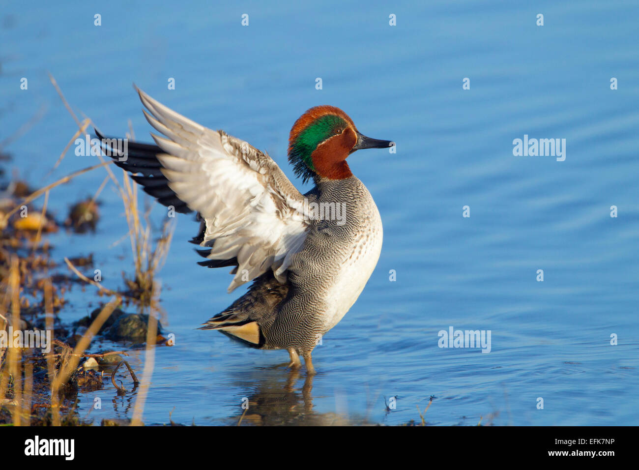 Teal Anas crecca drake les ailes battantes tout en se baignant dans le ruisseau côtier Banque D'Images