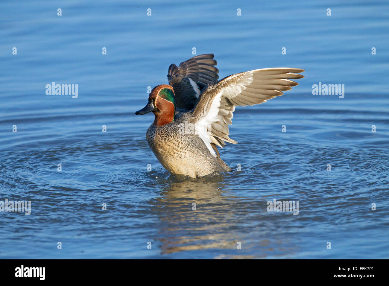 Teal Anas crecca drake les ailes battantes tout en se baignant dans le ruisseau côtier Banque D'Images