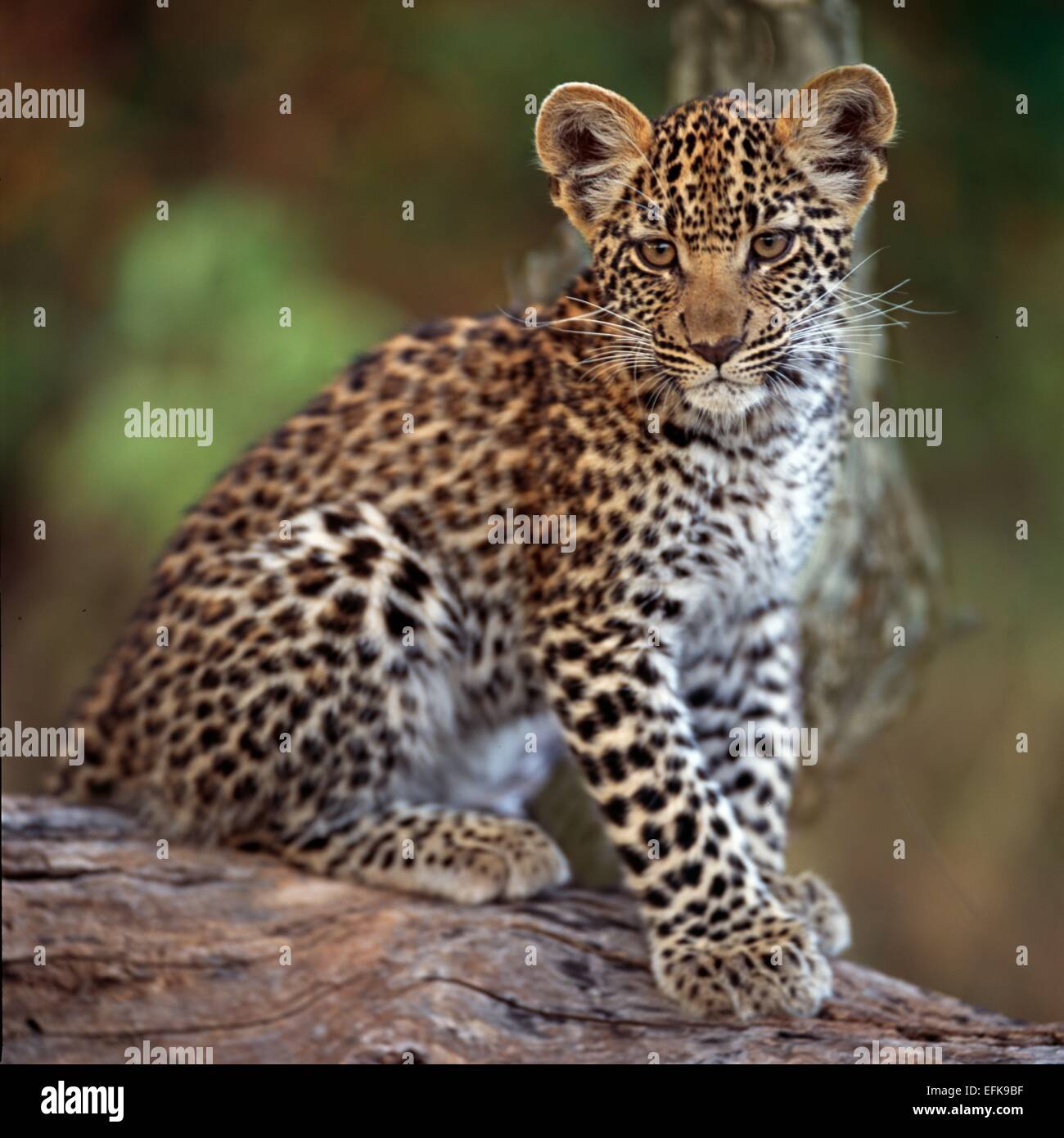 Baby leopard sur la branche Banque D'Images