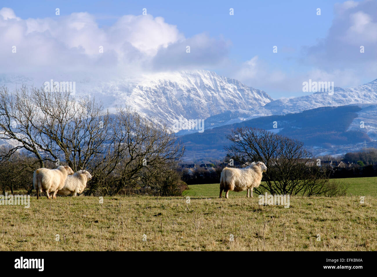 Moutons dans un champ avec vue sur la neige sur Carneddau montagnes de Snowdonia au-delà. Llanfair PG Ile d'Anglesey au Pays de Galles Royaume-uni Grande-Bretagne Banque D'Images