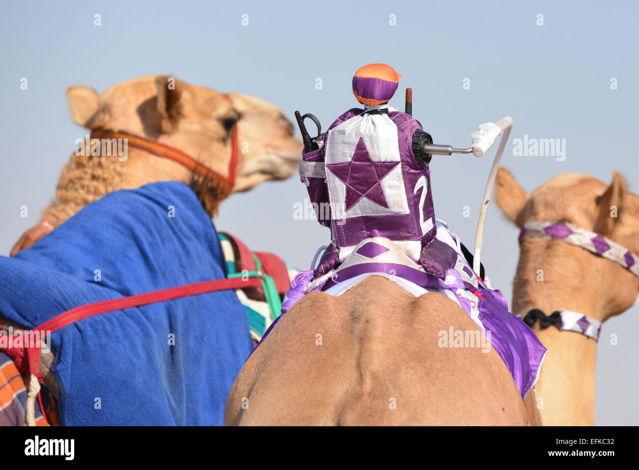 Jockey téléguidé sur un chameau avant une course Banque D'Images