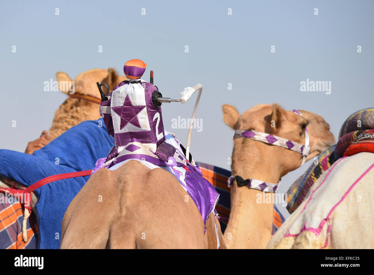 Jockey téléguidé sur un chameau de course avant une course à une course d'Abu Dhabi Banque D'Images