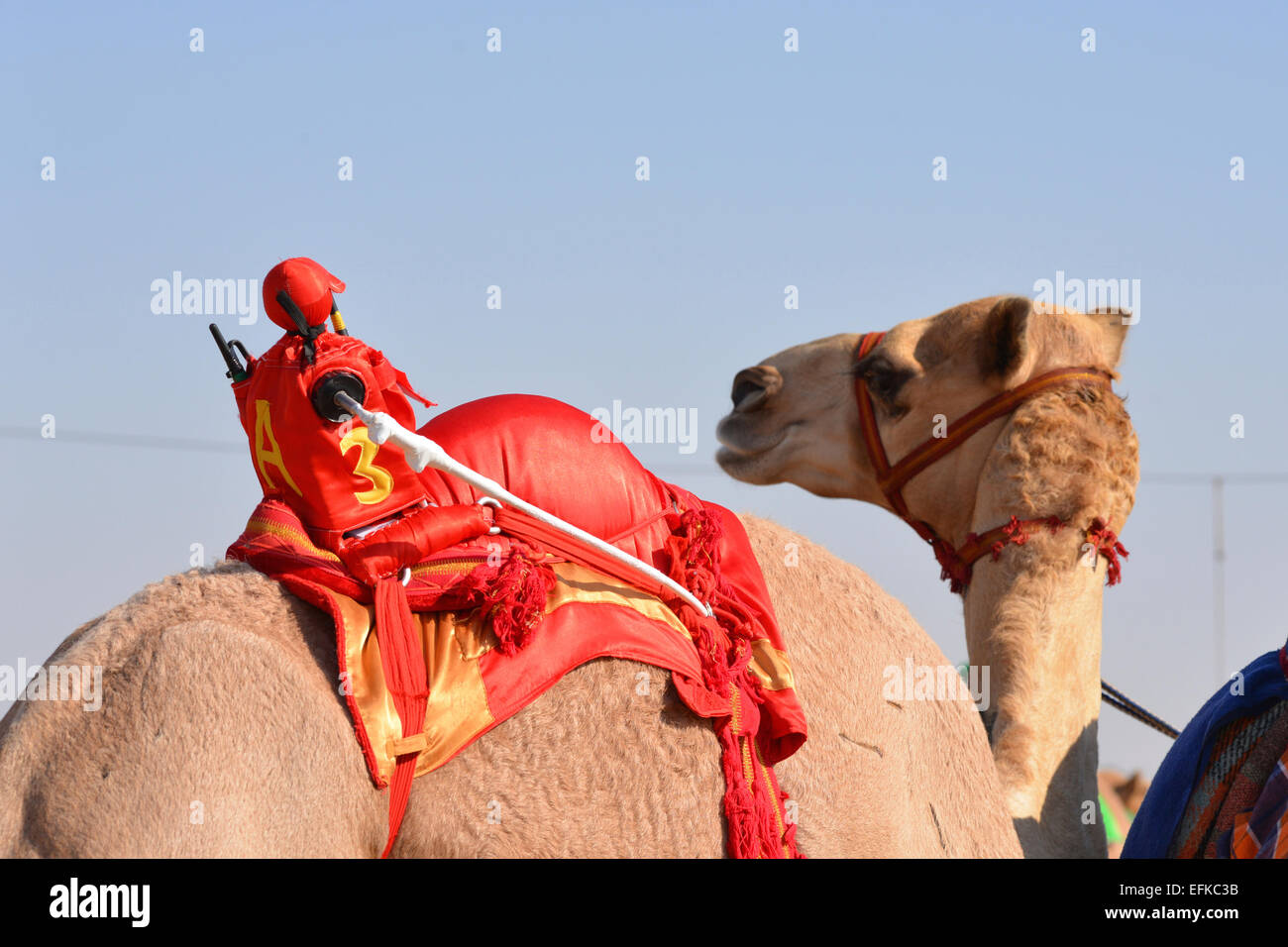 Jockey Robot racing sur un chameau avant une course Banque D'Images
