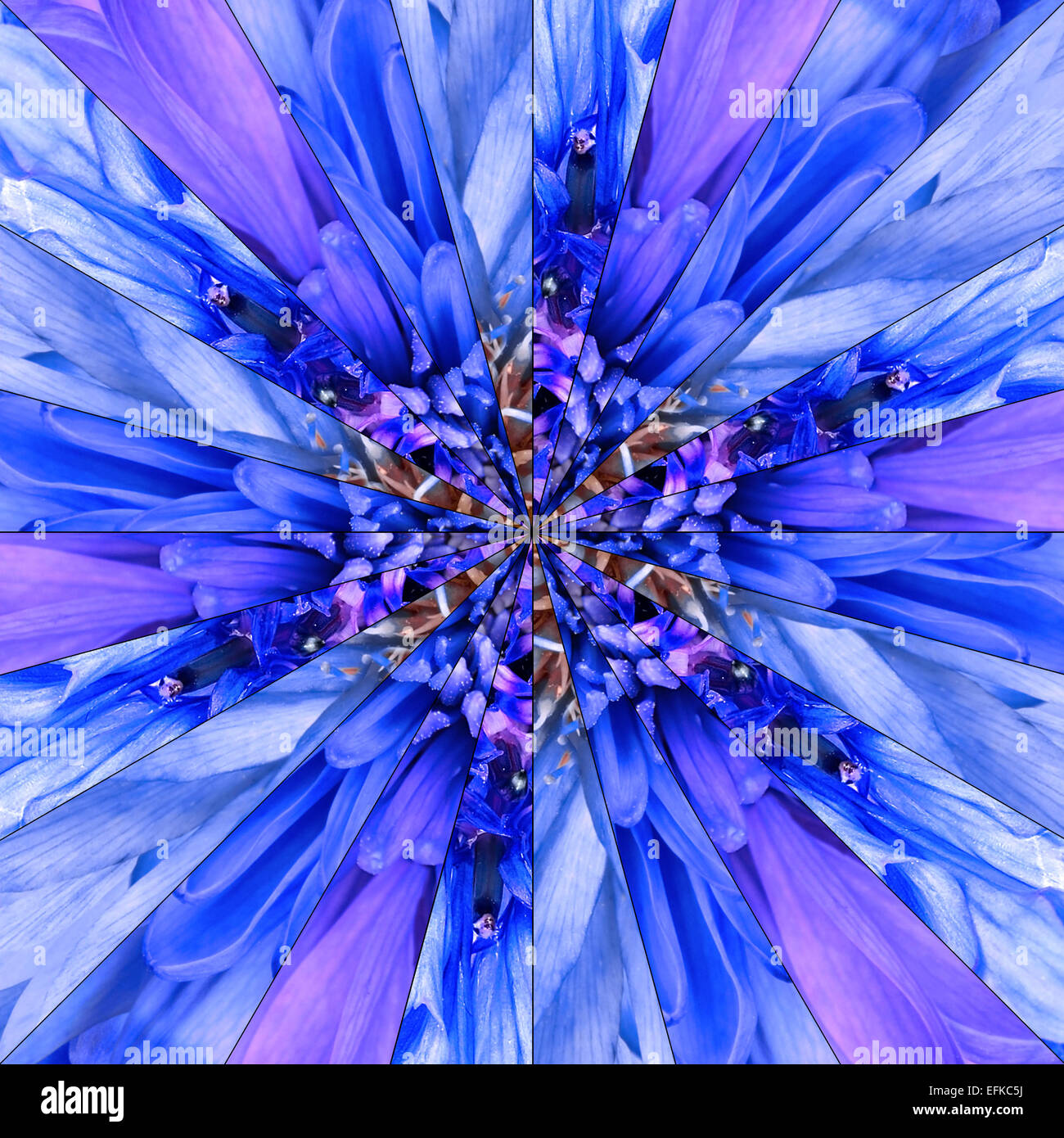 Fleur bleue faite de collage symétrique du centre de collecte de différentes fleurs sauvages. Les pièces sont réparties en Seamlesly piec symétrique Banque D'Images