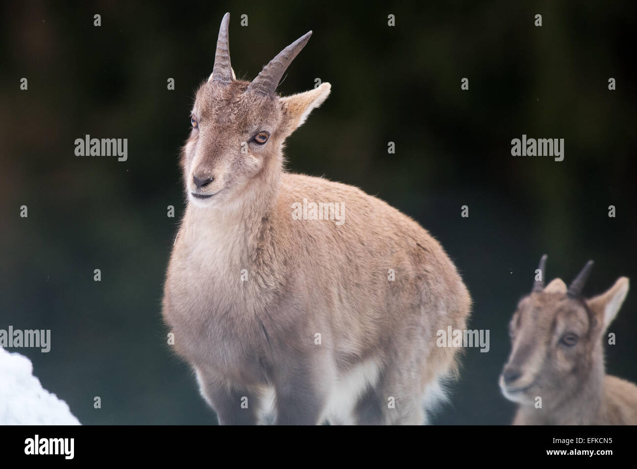 ,Bouquetin des Alpes Capra ibex, Alpensteinbock, Banque D'Images